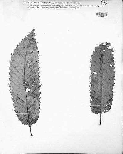 Stromatoseptoria castaneicola image